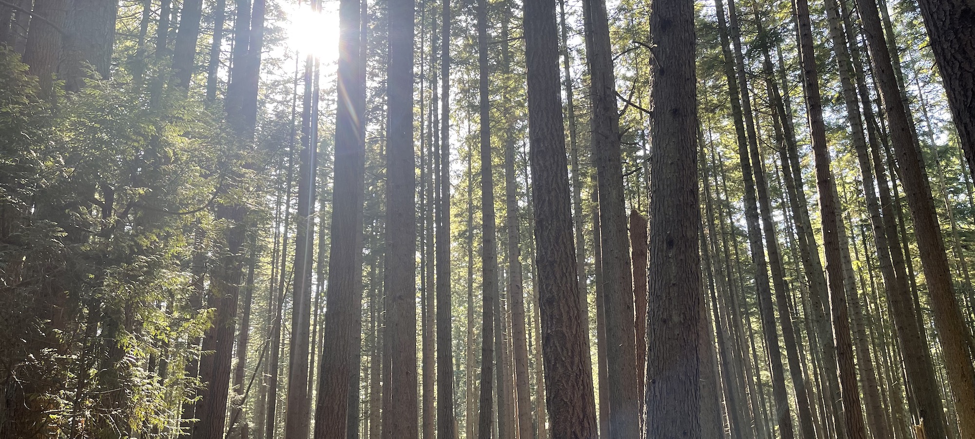 Maid Canada Research Co